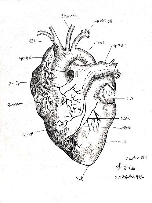 我校成功举办第四届解剖绘图大赛