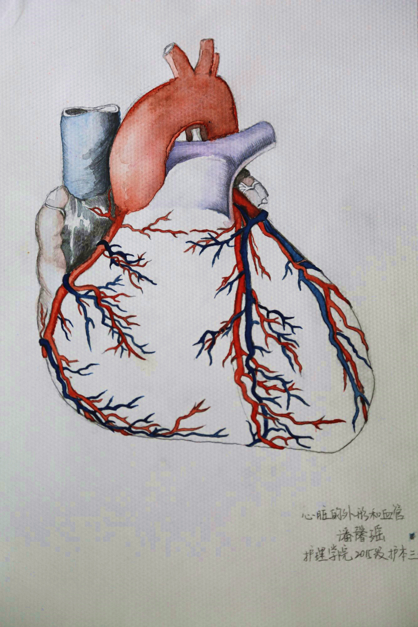 我校举办首届解剖绘图大赛