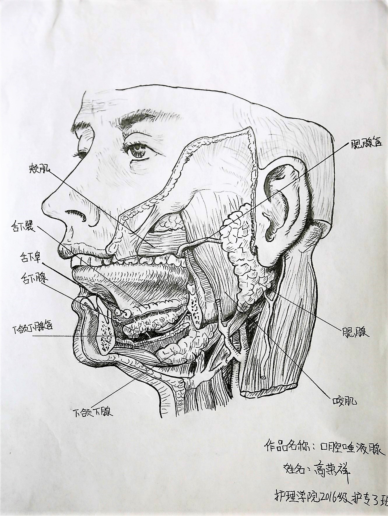 我校举办首届解剖绘图大赛