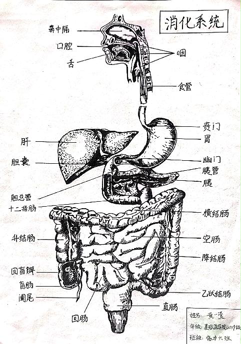 解剖图简笔画图片