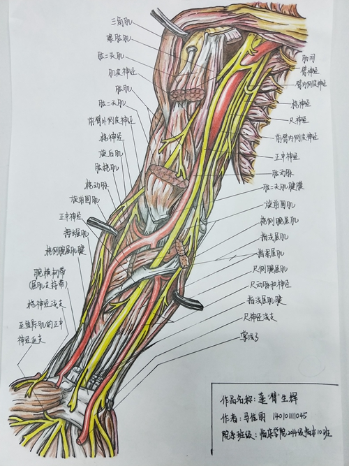 我校舉辦五四系列活動之繪人體奧秘展承醫風采第二屆解剖繪圖大賽